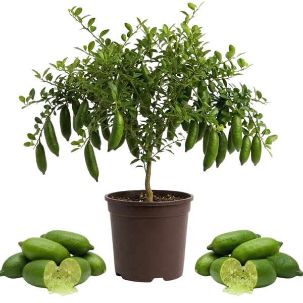 Green Finger Lime Tree Plant Live, 1-2Ft Tall, Fruit Plant, 1 Gallon Potted