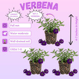 3 Purple Verbena Plants Live, Verbena Flower Plant, 4-6 Inch Tall