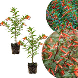 2 Orange Cuphea Plant 5-7 Inch Tall