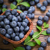 2 Biloxi Blueberry Live Plants, Home Garden Plant, 4-7 Inch Tall