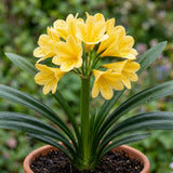 Yellow Clivia Miniata Live Plant, Clivia Miniata Lily, 6 Inch Pot