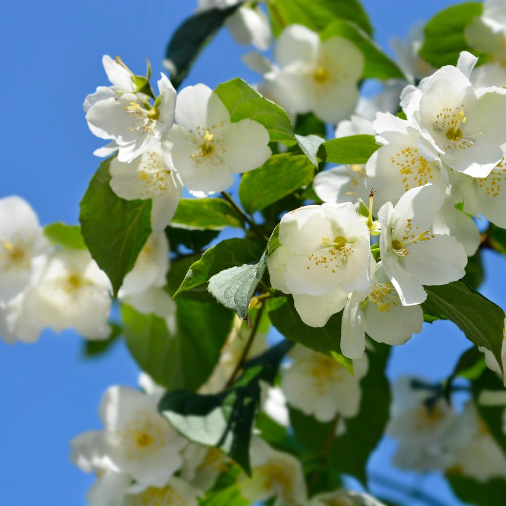 Mock Orange Shrub Plant in Gal Pot, White Fragrant Flowers for Planting