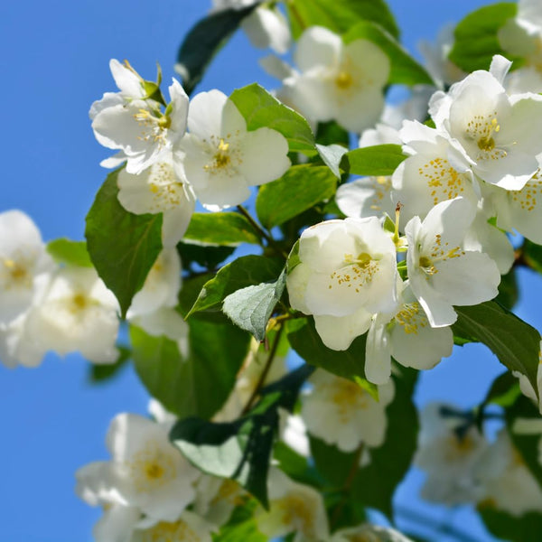 Mock Orange Shrub Plant in Gal Pot, White Fragrant Flowers for Planting