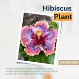 Purple Hibiscus Live Plant, Live Starter Plant, 5-7 Inch Tall