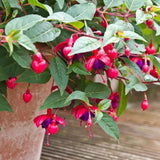 Blue Fuchsia Live Plant, Long Blooming Flower, 4-8 Inch Tall, 5 Inch Pot