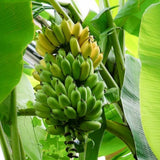 NAM Wah Banana Plant Live, Live Starter Plant, 4-6 Inch Tall