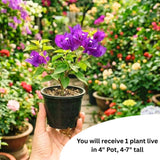 Purple Bougainvillea Plant Live, Patio Flower Vine, 4-6 Inch Tall, 4" Pot
