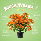 2 Orange Bougainvillea Live Plants, Garden Plant, 4-6 Inch Tall