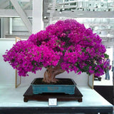 2 Purple Bougainvillea Live Plants, Trellis Vine Plant, 4-7 Inch Tall