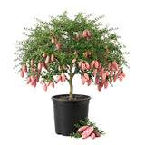 Pink Finger Lime Tree Live Plant, Citrus Plant, 1-2 Ft Tall, 3 Gallon Pot