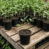Winged Bean Live Plant, Bean Bush Starter Plants, 4-6 Inch Tall, 4 Inch Pot