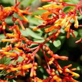 3 Hamelia Firebush Live Plant, Hamelia Plant Live, 4-6 Inch Tall