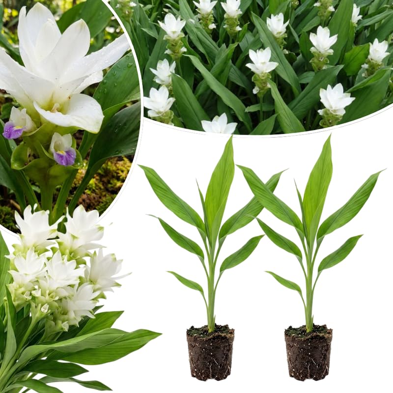 2 White Ginger Live Plants, Ornamental Flowering Ginger Plant for Indoor Outdoor, Colorful Blooming Gingers 4-6 Inches