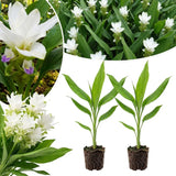 2 White Ginger Live Plants, Ornamental Flowering Ginger Plant for Indoor Outdoor, Colorful Blooming Gingers 4-6 Inches