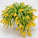 2 Yellow Holiday Cactus Live Plants, Hanging Basket Plant, 5-9 Inch Tall