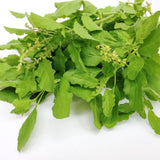 2 Holy Basil Plants Live, 3-6 Inches Tall