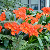 Orange Clivia Miniata Plant Live, Flower Houseplant, 6 Inch Pot