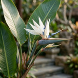 3 White Bird of Paradise Live Plants, Houseplant, 5-7 Inch Tall