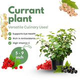 Pack 3 Red Currant Plant Live for Outdoor Growing, Currant Bushes Plugs Size 3-5" Tall, No Pot, Fast-Growing and Cold Hardy, Ready for Spring Planting