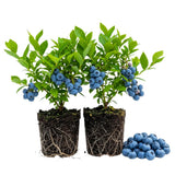 2 Highbush Blueberry Bushes Live Plants, Edible Fruit Plant, 4-6 Inch Tall