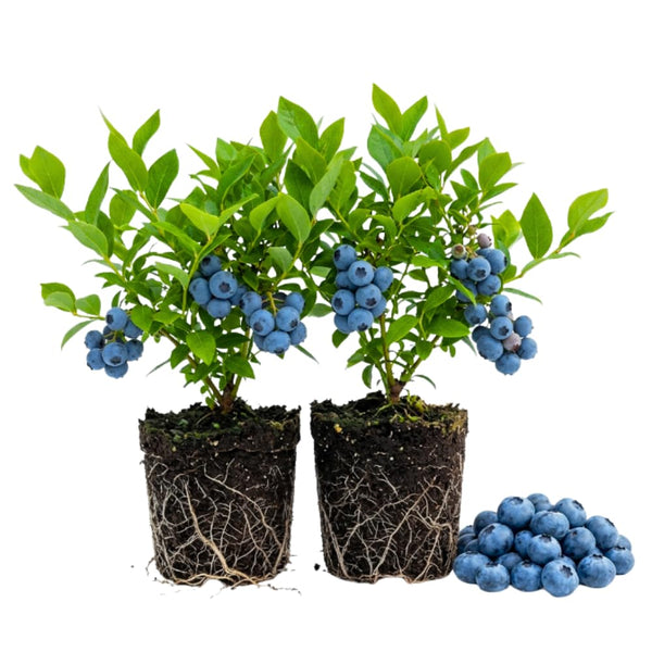 2 Highbush Blueberry Bushes Live Plants, Edible Fruit Plant, 4-6 Inch Tall