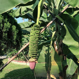 3 Banana Trees Live Plants, Bareroot Fruit Tree, 3-5 Inch Tall