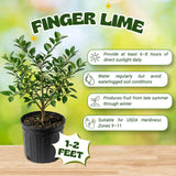 Green Finger Lime Tree, Rare Citrus Tree, 1-2 Ft Tall, 1 Gallon Pot