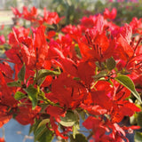 2 Red Bougainvillea Live Plants, Home Garden Plant, 4-6 Inch Tall