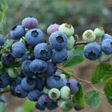 2 Mini Sunshine Blueberry Plant Live, Blueberry Bushes Plant, 4-7 Inch Tall