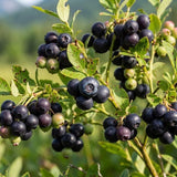 Huckleberry Plant Live, Starter Berry Shrub, 3-5 Inch Tall, 4 Inch Pot