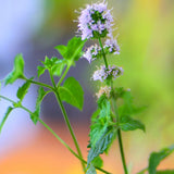 2 Cinnamon Basil Plants Live, 3-6 Inches Tall