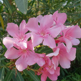 Set 2 Pink Oleander Plants Live, Oleander Plant, 4-6 Inc Tall