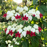 2 White Live Bleeding Heart Plants, Clerodendrum Plant, 4-6 Inch Tall
