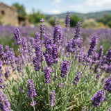 Deep Purple Lavender Plant Live, Purple Blooms Flower, 4-6 Inch Tall