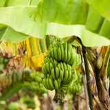 Dwarf Cavendish Banana Live Tree, Home Garden Plant, 6-8 Inch Tall, 4 Inch Pot