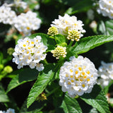 2 White Lantana Plants Live, Hardy Flowering Perennial, 4-6" Tall