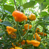 Jamaican Yellow Pepper Plants Live, Pepper Plant, 4-7 Inch Tall, 4 Inch Pot