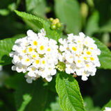 2 White Lantana Plants Live, Hardy Flowering Perennial, 4-6" Tall