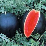 50 Watermelon Live Seeds, Heirloom Garden Seeds