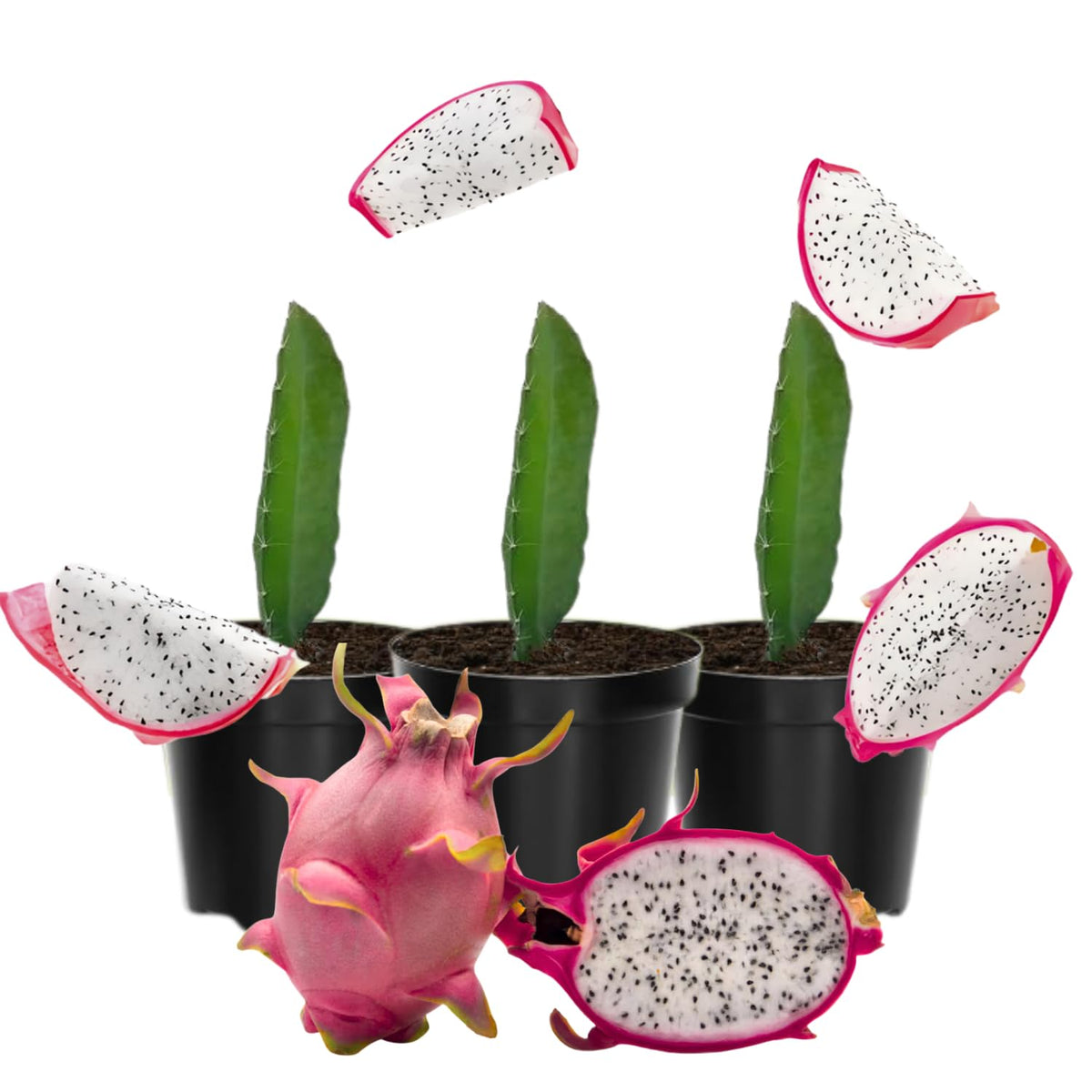3 White Dragon Fruit Plants Live, Fast Growing Fruit Cactus, 3-6 Inch Tall