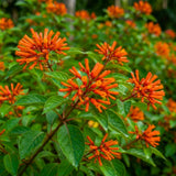 2 Dwarf Firebush Hamelia Live Plants, Hardy Flowering Shrub, 4-6 Inch Tall