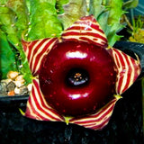 2 Starfish Cactus Succulent Live Plants, Succulent Plant, 2 Inch Pot