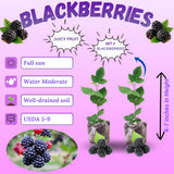 2 Sweetie Pie Blackberries Plant Live, Sweet Fruit, 4-7 Inch Tall