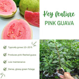 Pink Guava Live Plant, Orchard Tree, 8-10 Inch Tall