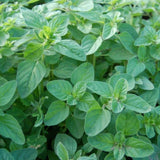Set 3 Greek Oregano Live Plant 4-6" Tall