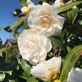 Live White Camellia Plant 8-14" Tall, Camellia Plant in Pot