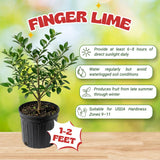 Red Finger Lime Tree Live, Rare Citrus Tree, 1-2 Ft Tall, 1 Gallon Pot