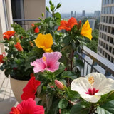 4 Mixed Hibiscus Live Plants, Hibiscus Flower, Patio Container Plant, 4-8 Inch Tall