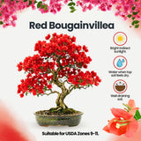 Red Bougainvillea Plant Live, Patio Flower Vine, 4-6 Inch Tall, 4" Pot