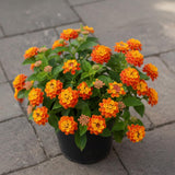 2 Bright Orange Lantana Live Plants, Lantana Flower Plant, 4-7 Inch Tall